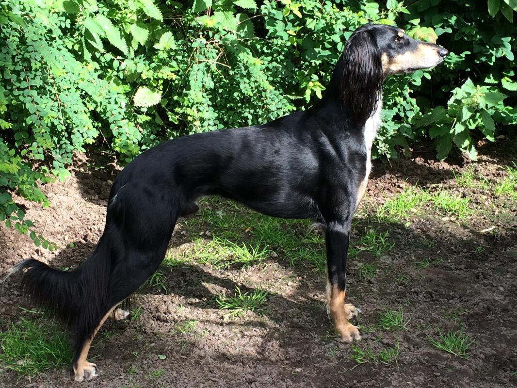 saluki dogs breed information omlet saluki dogs breed information omlet