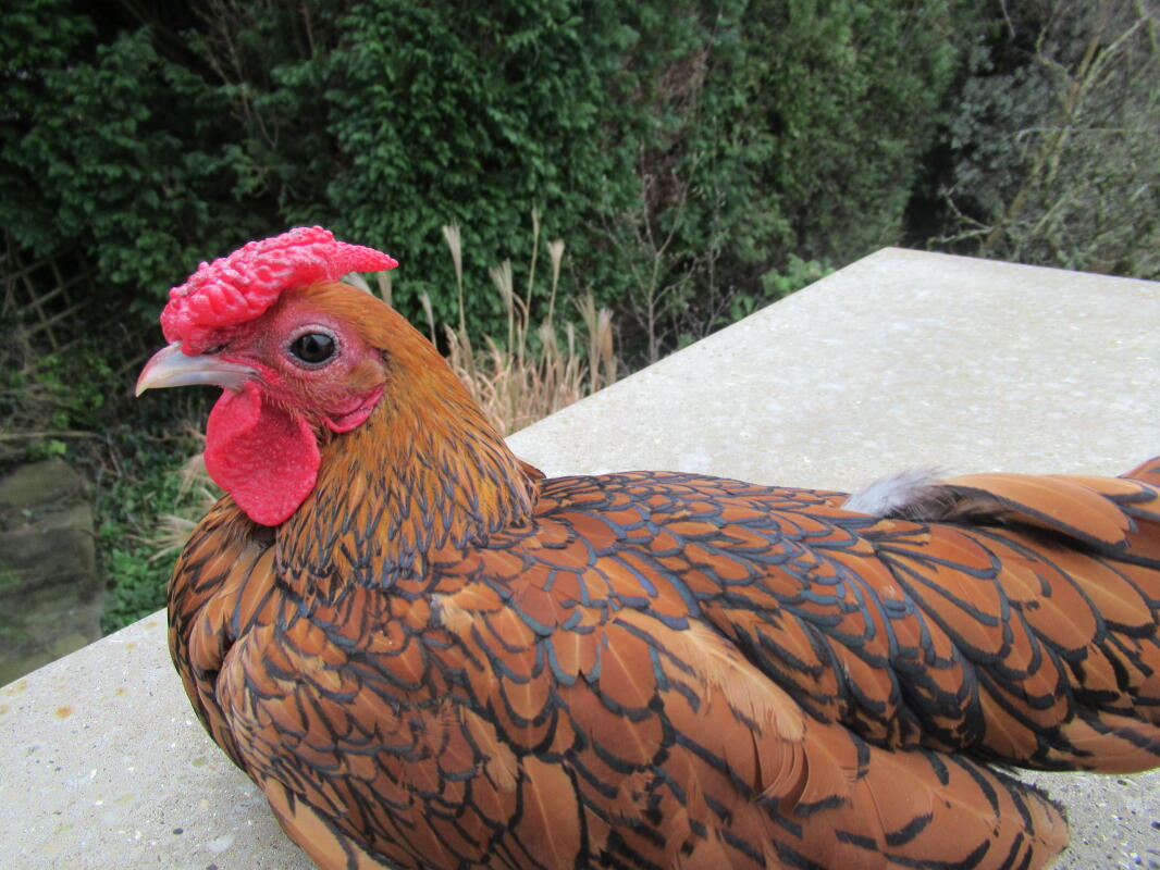 Sebright For Sale Chickens Breed Information Omlet