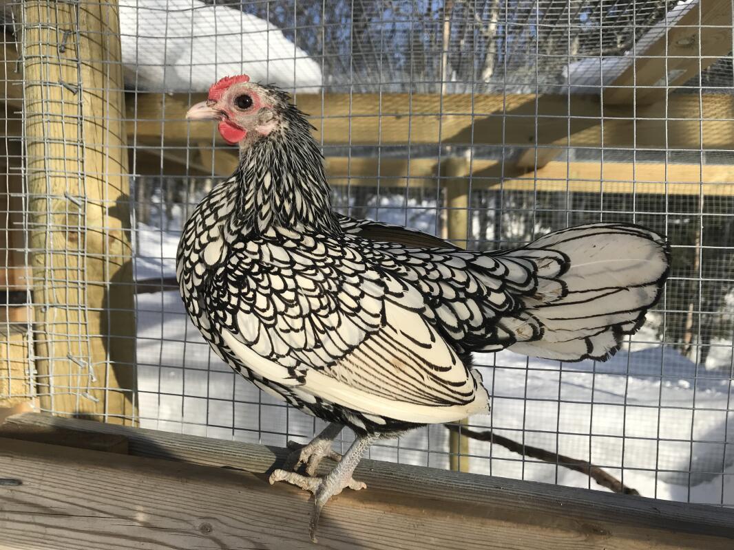 Sebright For Sale | Chickens | Breed Information | Omlet