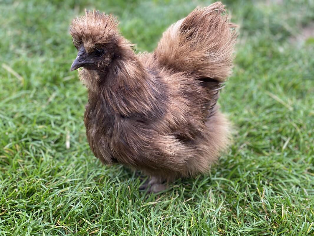 Silkie For Sale Chickens Breed Information Omlet