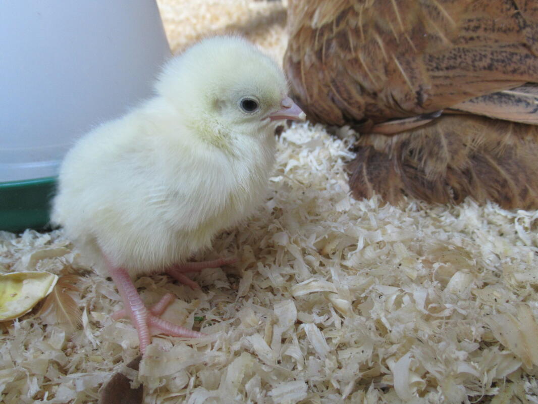 Sussex Bantam For Sale Chickens Breed Information Omlet