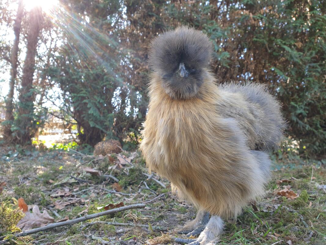Silkie For Sale | Chickens | Breed Information | Omlet
