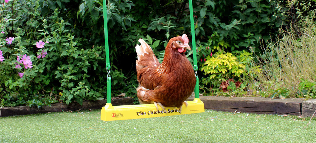 chickens in towns