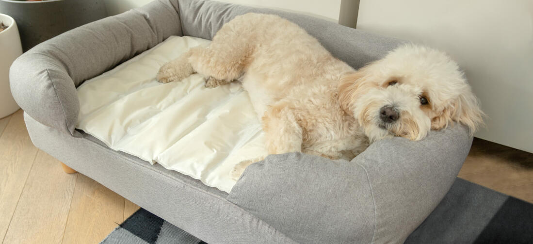 A dog relaxing on a memory foam bed with a cooling mat on top.