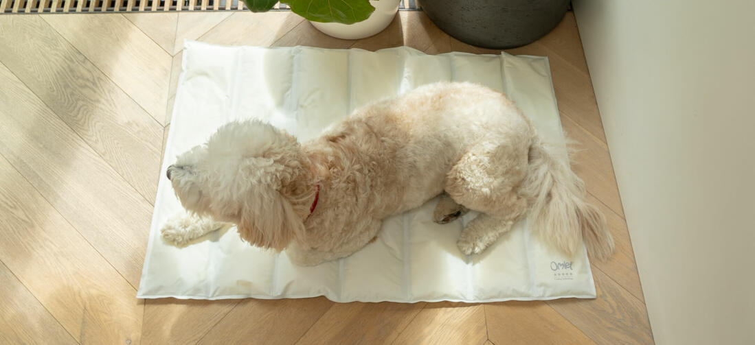 A dog resting on a cooling mat.