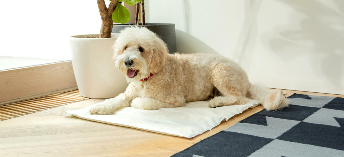 Omlet Memory Foam Cooling Mat for Dogs