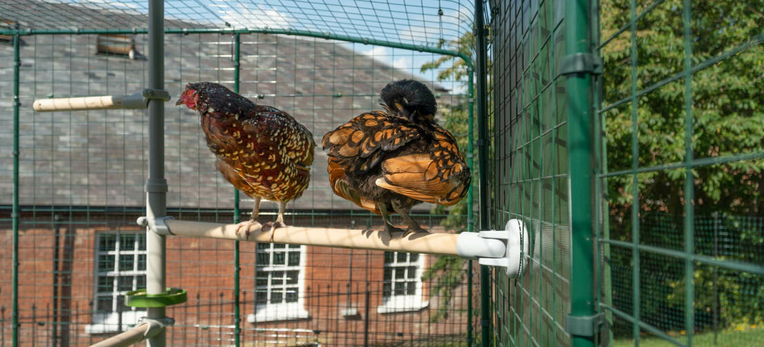 Two Chickens Perching on PoleTree Chicken Entertainment System connected to Omlet Walk in Chicken Run