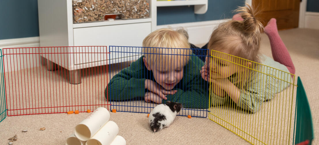 Two children lying down watching their hamster in a colourful pen.