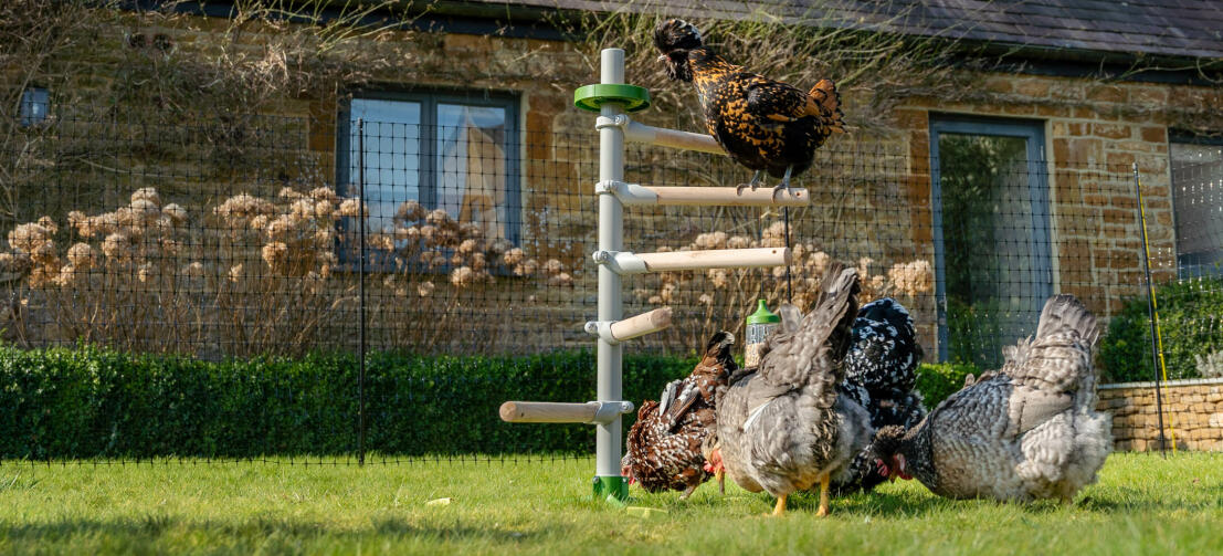 Chicken flock playing with chicken toys and perching in the Garden Freestanding Chicken Perch Tree