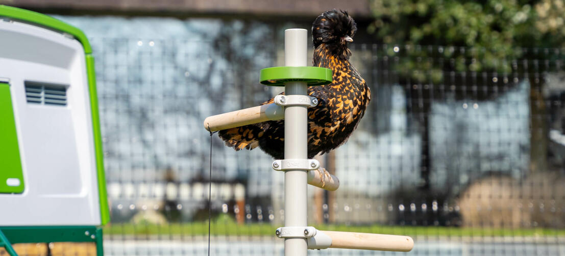 Chicken perching in the Freestanding customisable garden roosting ladder