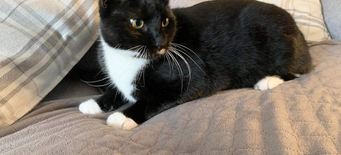 A black and white cat relaxing on a soft cat blanket.