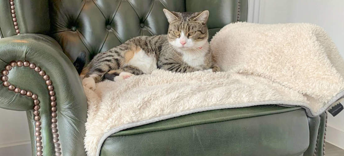 Cat Laying on Omlet Luxury Soft Cat Blanket