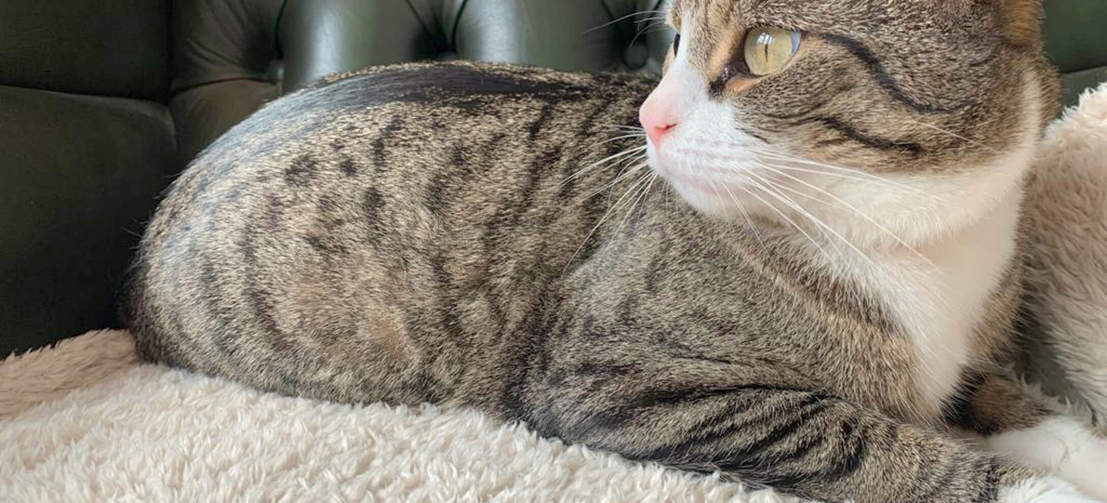 A cat relaxing on a soft cat blanket.