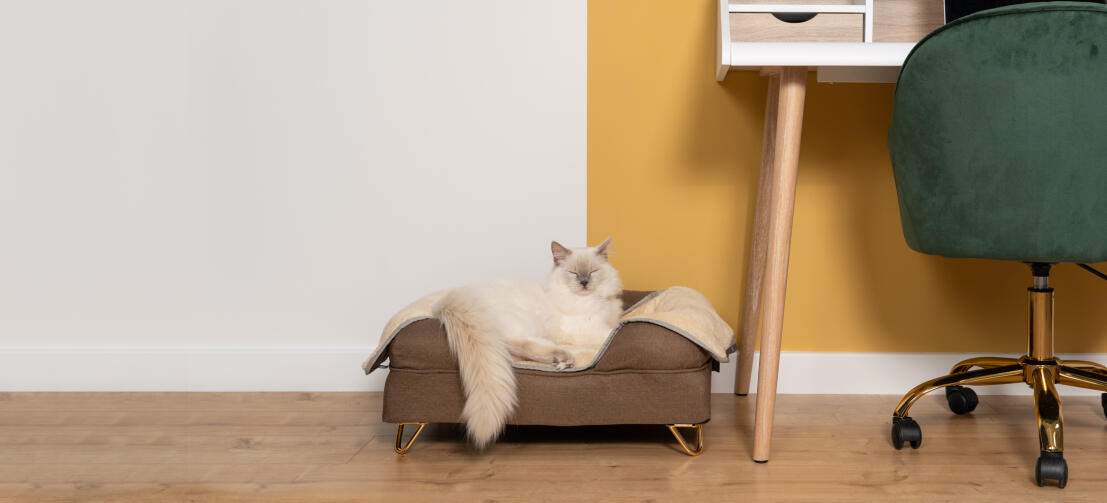 Cute White Fluffy Cat Sitting on Mocha Brown Memory Foam Cat Bolster Bed with Brass Cap Feet