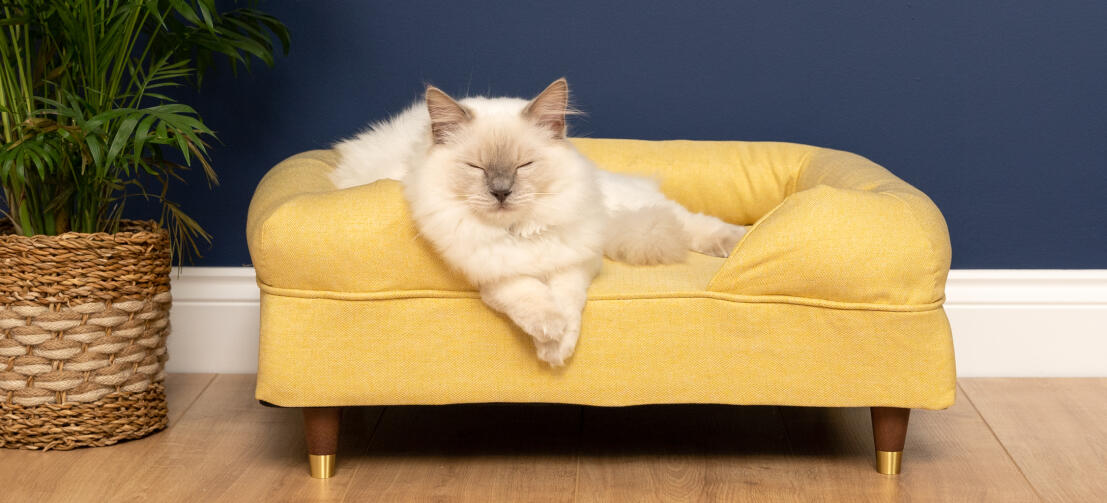 Cute White Fluffy Cat Sitting on Mellow Yellow Memory Foam Cat Bolster Bed with Brass Cap Feet