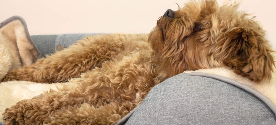 Dog laying down on Omlet Memory Foam Bolster Dog Bed