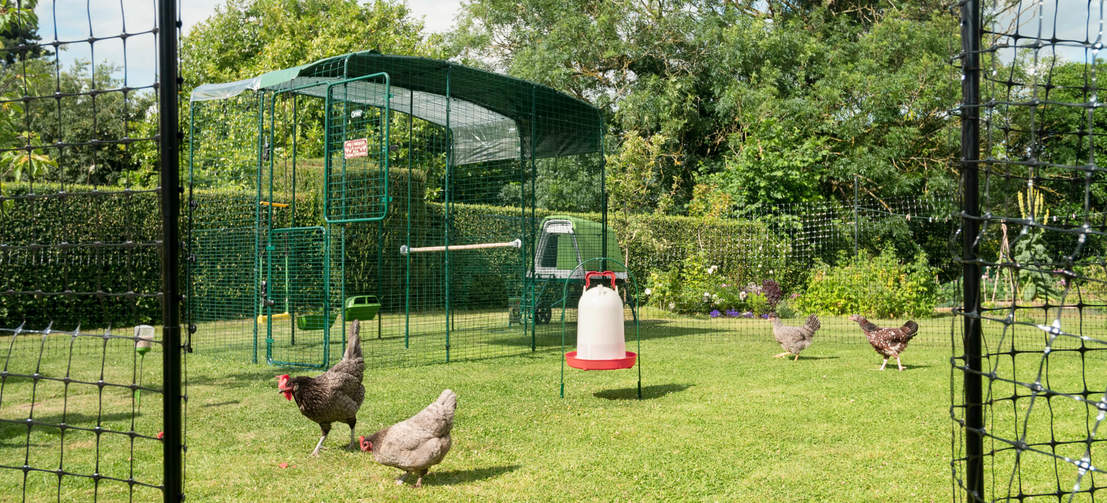 Flock of hens behind chicken fencing in a garden with a Walk in Chicken Run