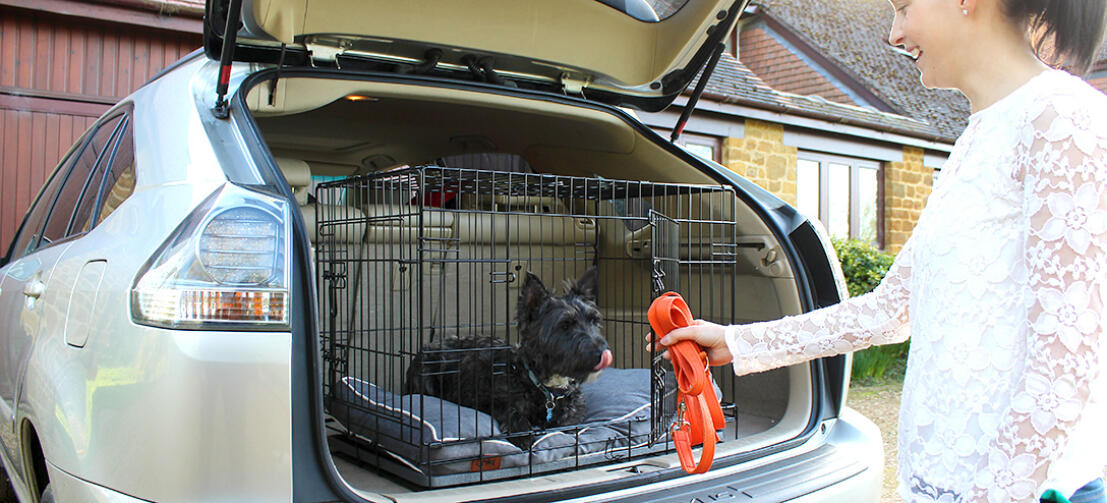 Your dogs like to be surrounded by familiar things in the car.