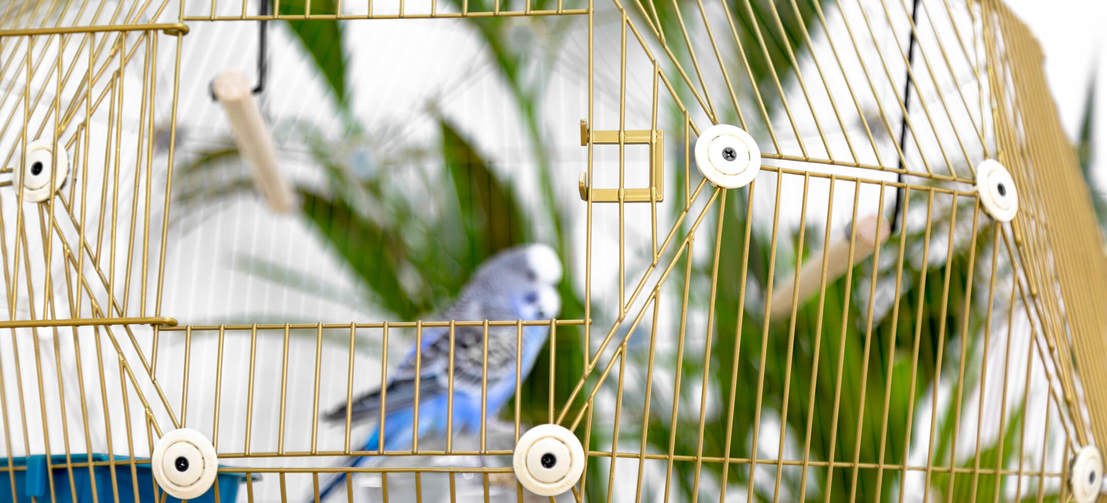 Budgie in Omlet Geo Bird Cage with Gold Cage