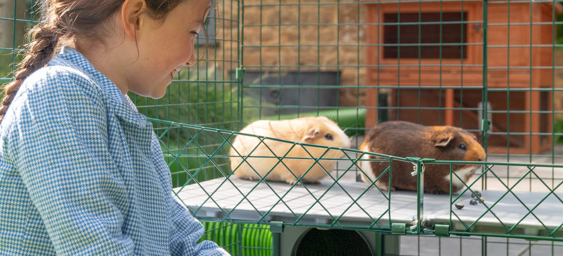 Two Guinea Pigs on Zippi Platforms being watched by girl inside of Omlet Zippi Guinea Pig Playpen