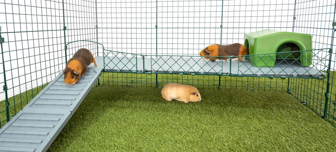 Three Guinea Pigs in Omlet Zippi Guinea Pig Playpen with Zippi Platforms and Green Zippi Shelter