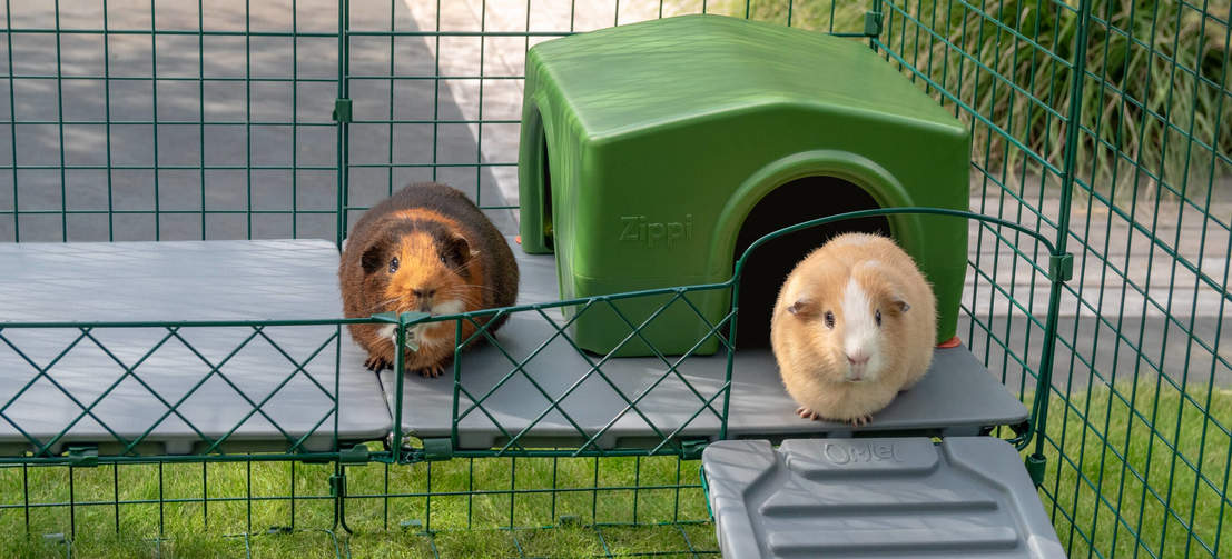 Two Guinea Pigs on Zippi Platforms with Green Zippi Shelter inside of Omlet Zippi Guinea Pig Playpen