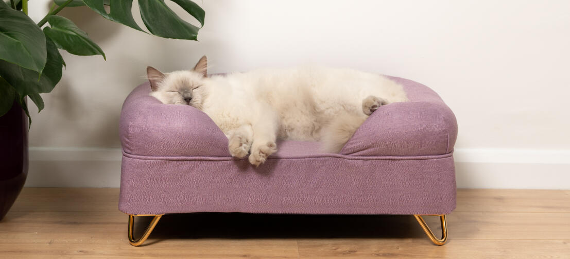 Cute Fluffy White Cat Sleeping on Lavender Lilac Memory Foam Cat Bolster Bed with Gold Hairpin Feet