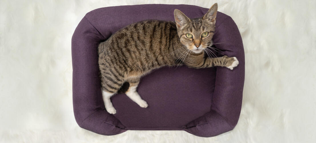 Top View Shot of Cat Sitting on Plum Purple Cat Memory Foam Bolster Bed