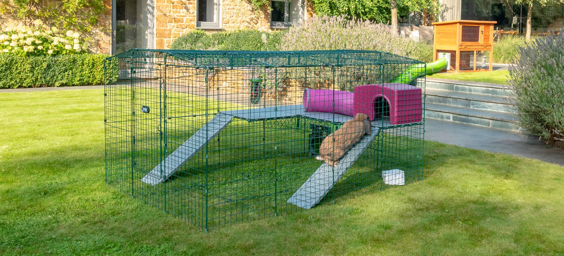 Rabbit climbing ramp onto Zippi Platforms in Omlet Zippi Rabbit Playpen