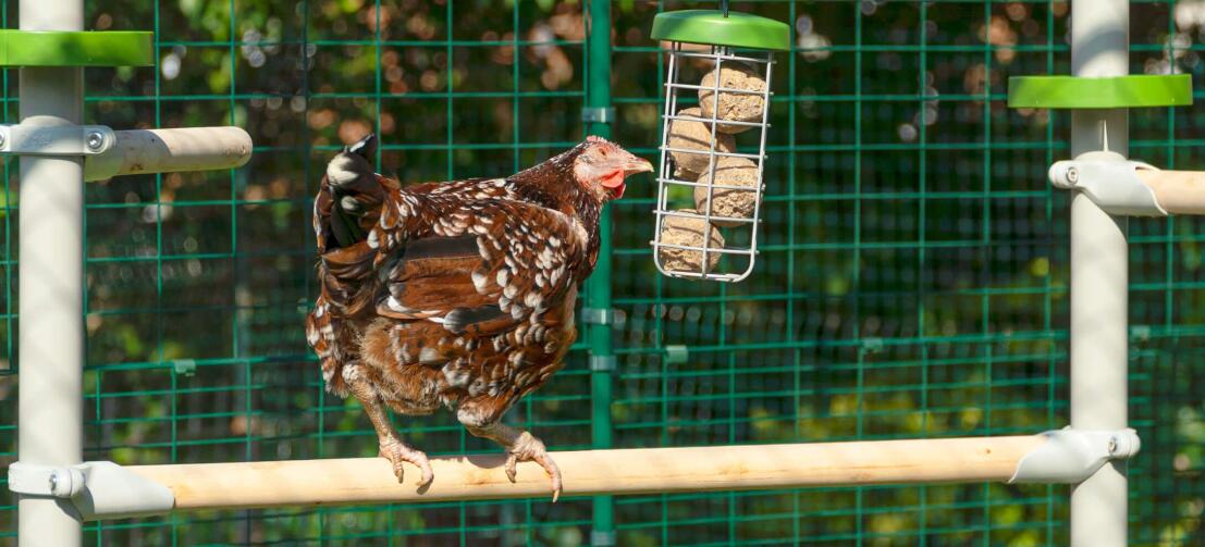 Chicken sitting on perch of PoleTree System whilst pecking at treat balls in Caddi Treat Holder