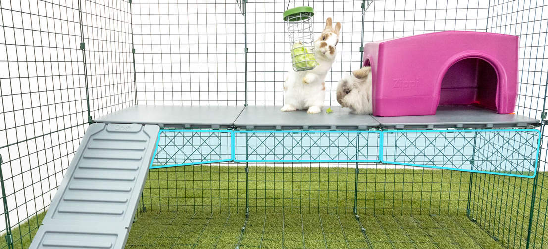 Rabbits in Omlet Zippi Rabbit Playpen with Caddi Treat Holder, Purple Zippi Shelter and Zippi Platforms