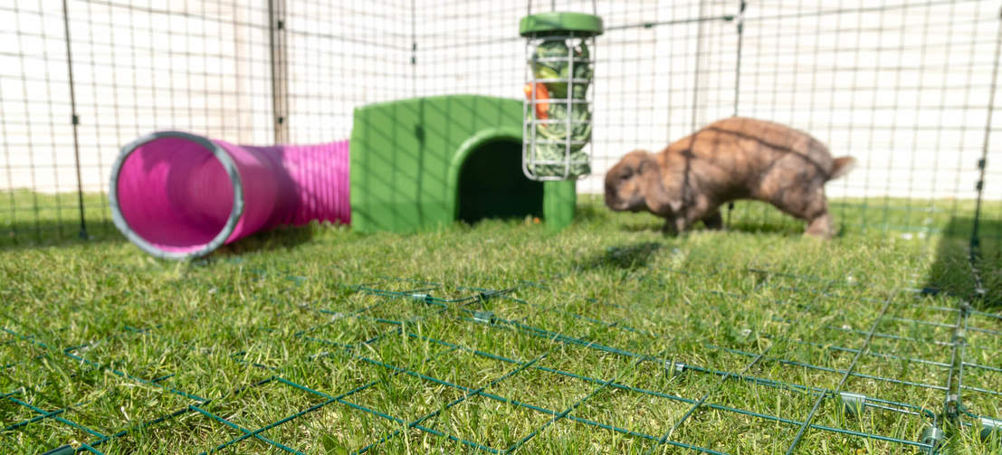 a bunny rabbit in an Omlet run with a tunnel and a shelter and a treat caddi