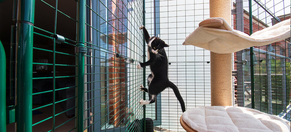 a black and white cat climbing up the side of a walk in run on a cat balcony