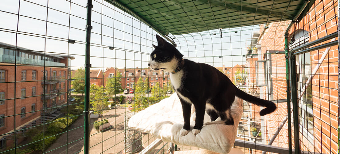 a black and white cat stood on a bed in a walk in run cat balcony setup