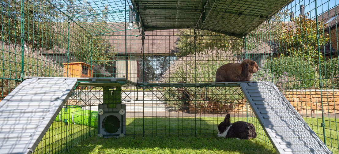 Rabbits inside Omlet Zippi Rabbit Playpen, one underneath and one on Zippi Platforms