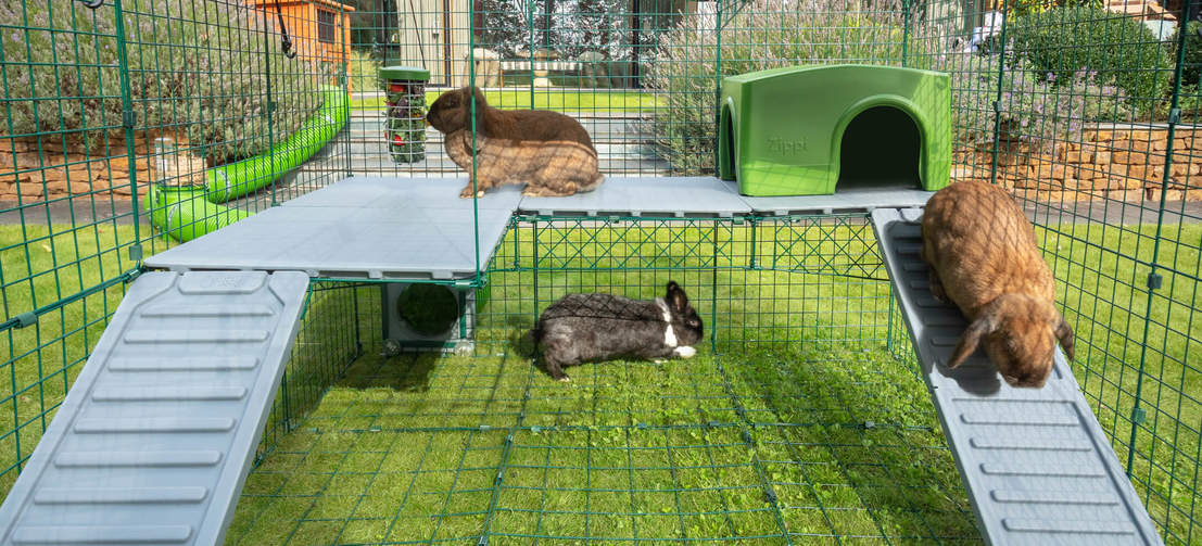 Three rabbits in Omlet Zippi Rabbit Playpen with Zippi Platforms