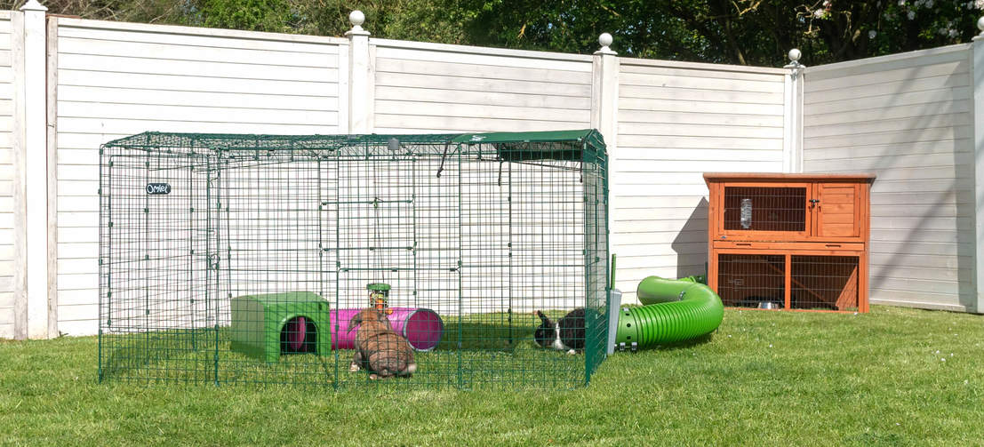 Rabbits in Omlet Zippi Rabbit Playpen with Omlet Zippi Tunnel Connected to Wooden Rabbit Hutch