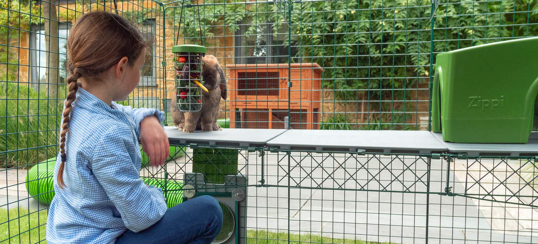 Girl Watching Rabbit Eat from Caddi Treat Holder on Zippi Platforms inside of Omlet Zippi Guinea Pig Playpen