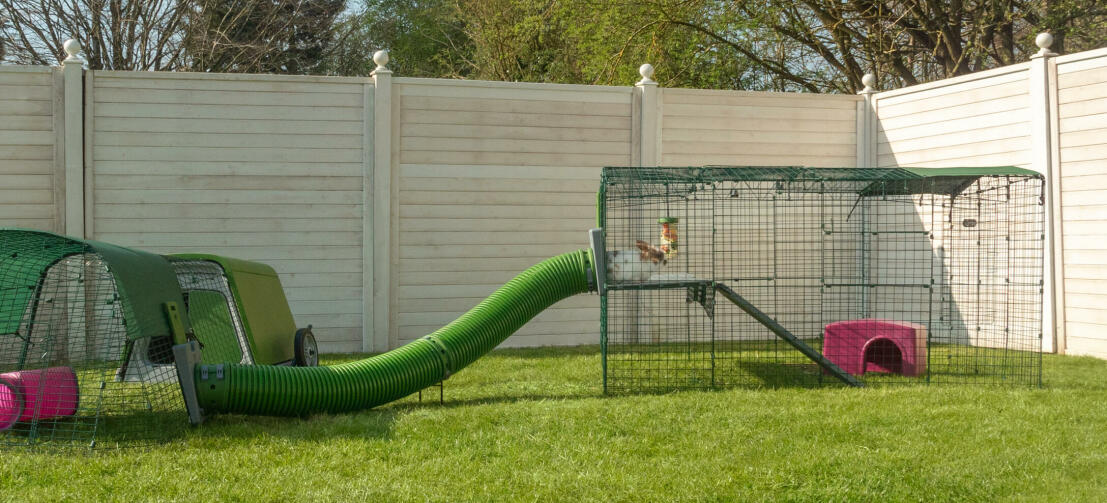 Omlet Zippi Rabbit Playpen connected to Eglu Rabbit Hutch with Zippi Tunnel