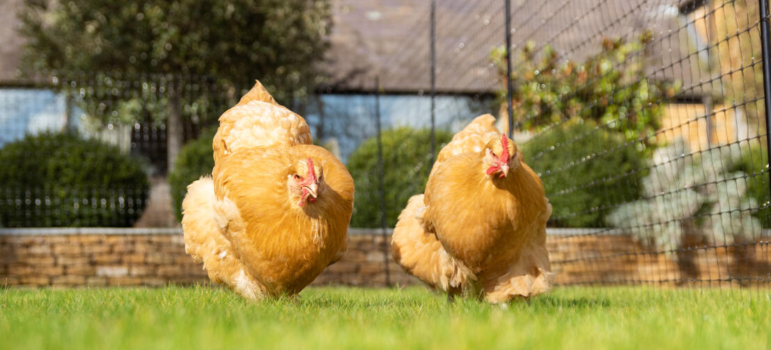 Two golden hens walking inside a chicken netting enclosure.