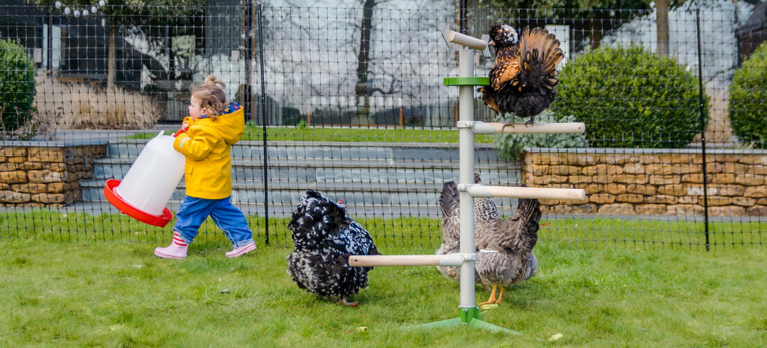 Girl carrying chicken feeder past hens playing on a Freestanding Chicken Perch.