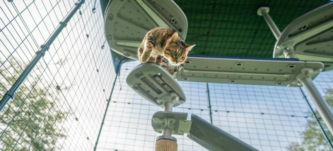 Cat climbing down Freestyle Outdoor Cat Tree in Omlet Catio outside in garden