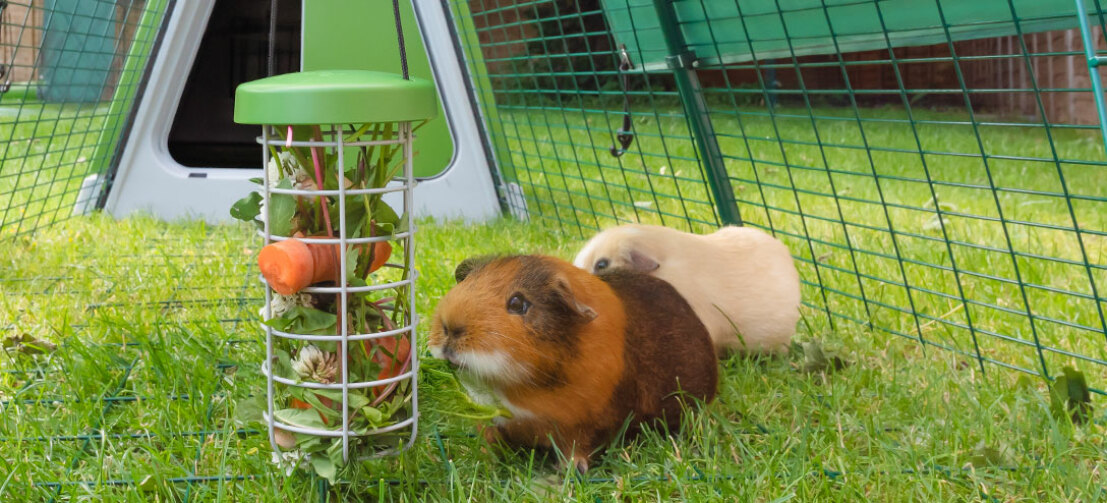 Guinea Pigs investigating Omlet Guinea Pig Caddi Treat Holder in Green Eglu Go Guinea Pig Hutch Run