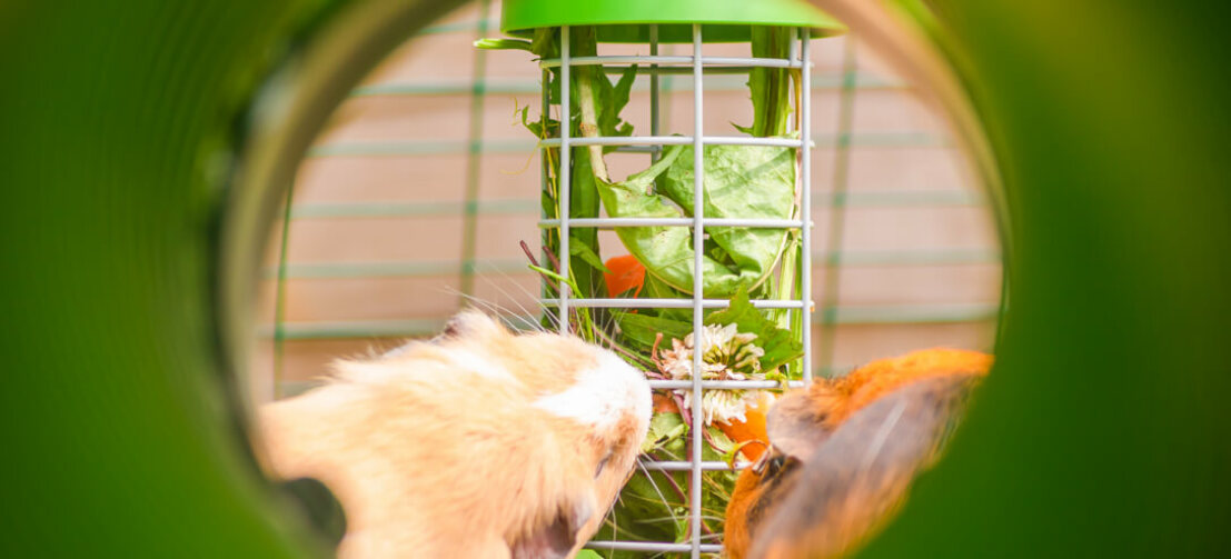 two guinea pigs eating vegetables from a hanging teat caddi