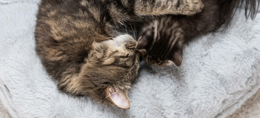 cat with her kitten relaxing in a luxurious soft donut cat bed