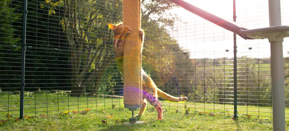 Cat playing in his run with the replaceable sisal scratcher accessory for the Freestyle outdoor cat climber