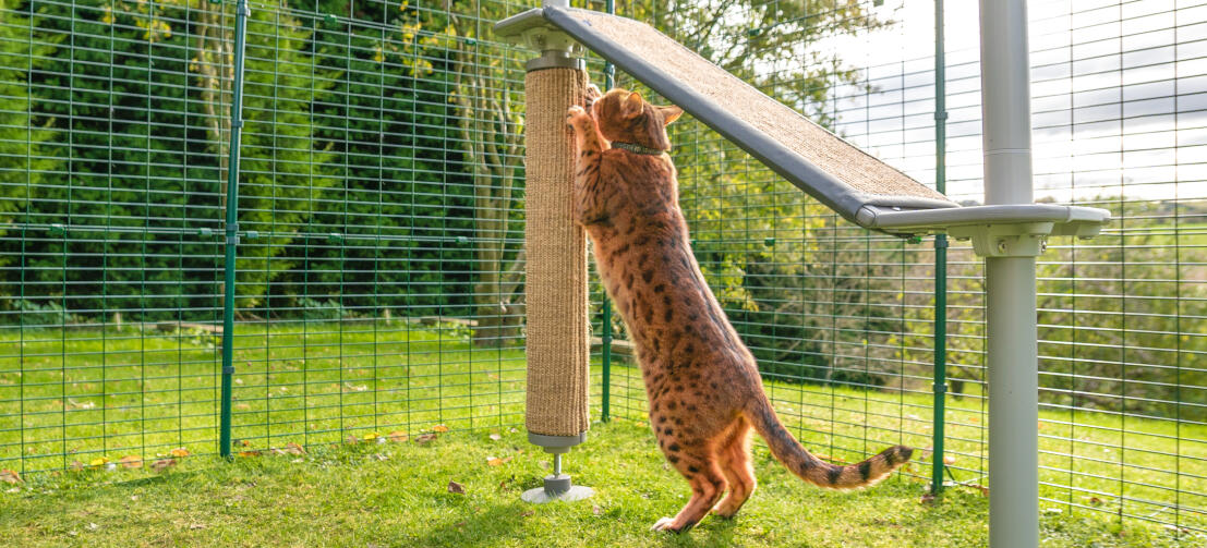 Cat using the scratching post on a Freestyle Outdoor Cat Tree in a Outdoor Catio