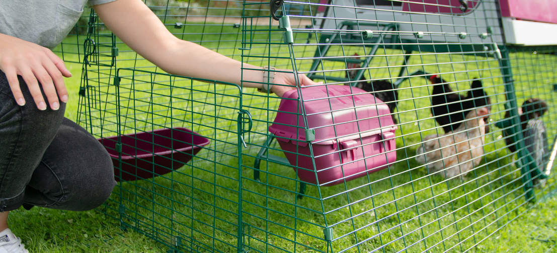 a woman attaching a purple feeder to the side of a chicken run