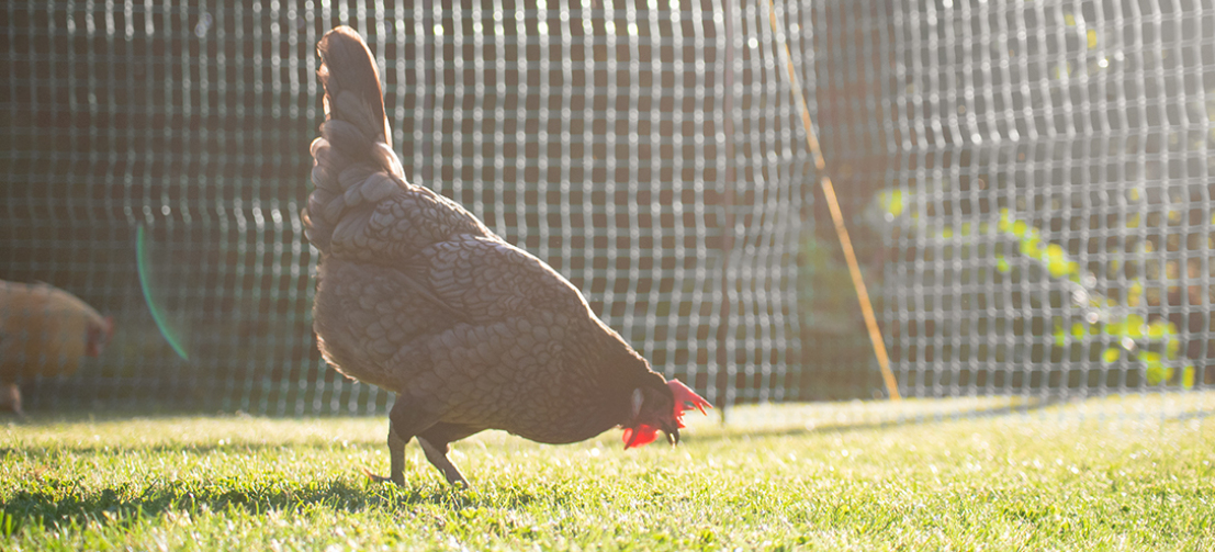 A chicken pecking from the ground in front of Omlet's Chicken Fencing on a sunny day