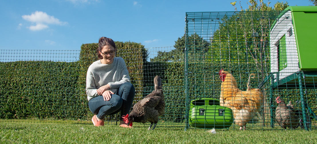 Woman in garden with chickens inside a fenced off area with a large Eglu Cube Chicken Coop